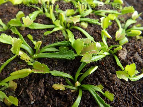 Dionaea muscipula "Wacky trap"