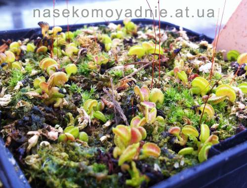 Dionaea muscipula "Cudo"