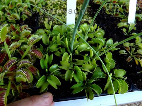 Dionaea muscipula "Harmoni"