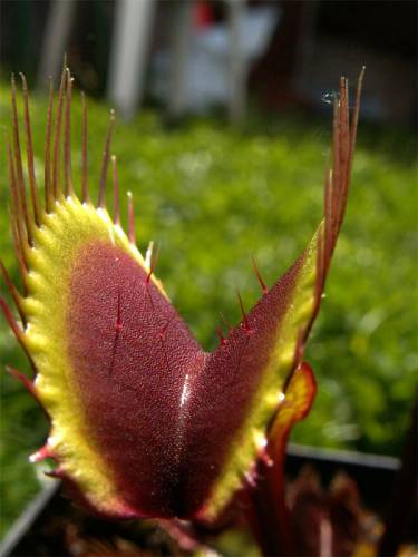 Dionaea muscipula "Akai Ryu"