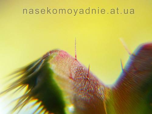 Dionaea muscipula "Kinky wave"