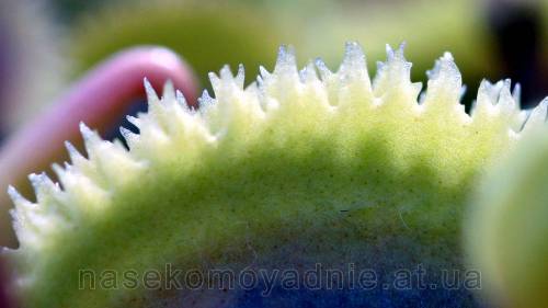 Dionaea muscipula "Sawtooth"