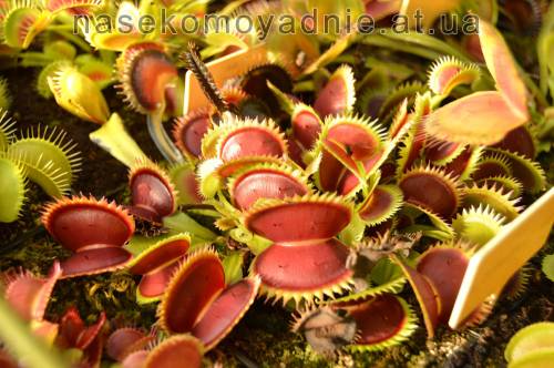 Dionaea muscipula "Uk sawtooth 1"