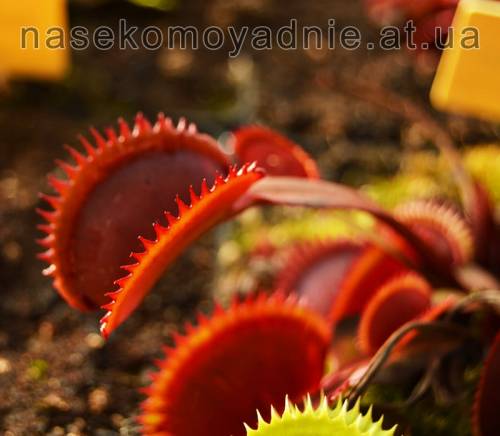 Dionaea muscipula "Red trev's dentate trap"