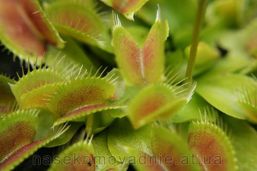 Dionaea muscipula "Miniature Flower Giant"