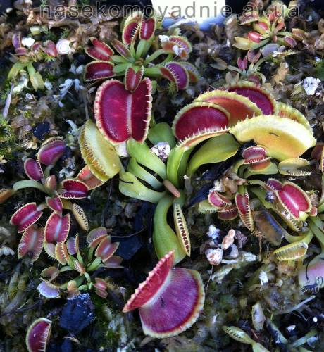 Dionaea muscipula "Wiky purple trap"