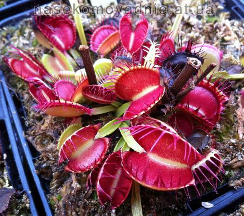 Dionaea muscipula "Cross teeth #1"