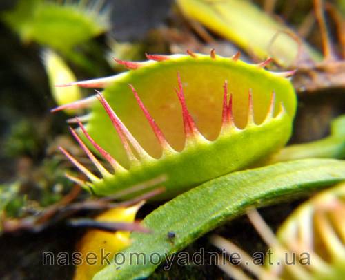 Dionaea muscipula "Cross teeth #2"