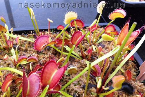 Dionaea muscipula "Short teeth"