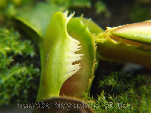Dionaea muscipula "Fussy tooth"