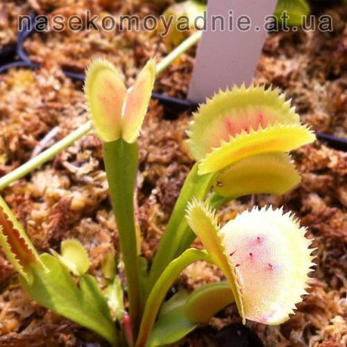 Dionaea muscipula "Sawtooth"
