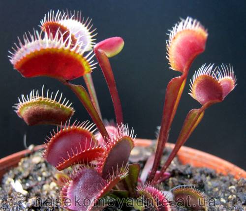 Dionaea muscipula "Clayton's Volcanic Red"