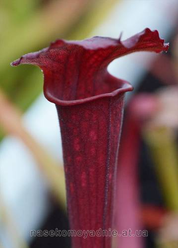 Sarracenia (гибрид)
