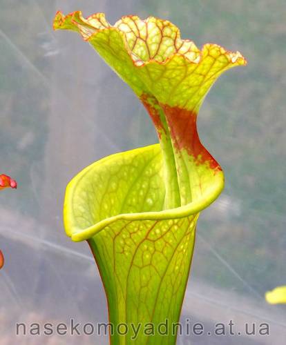 Sarracenia leucophylla - red stripe throat