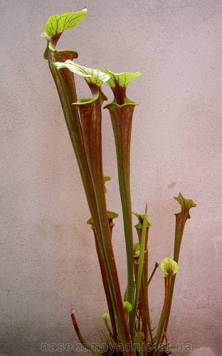 Sarracenia Flava var. rubricorpora
