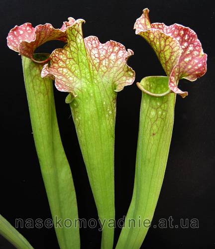Sarracenia hybrid 3