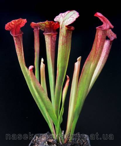 Sarracenia hybrid 1