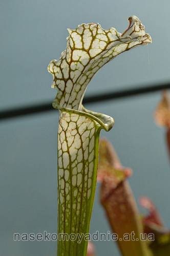 Sarracenia leucophylla "Citronelle"