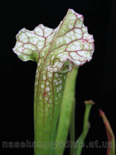 Sarracenia belolistnaya