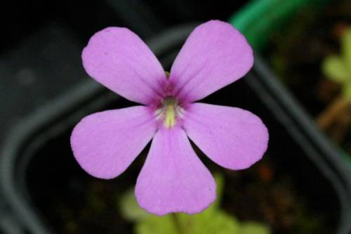 Pinguicula "Bailly"
