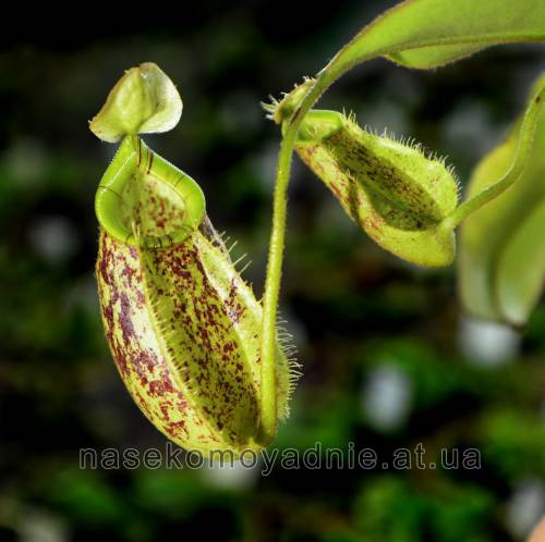 Nepenthes "Hookeriana"