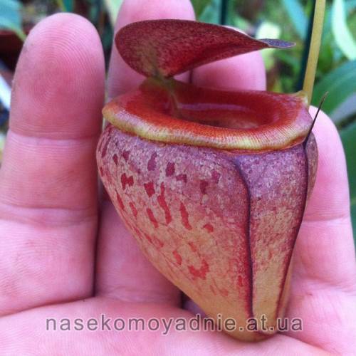 Nepenthes "Tenuis"