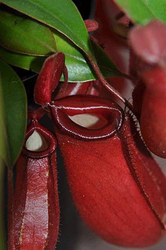 Nepenthes "Bloody Mary"