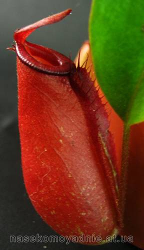 Nepenthes "Bloody Mary"