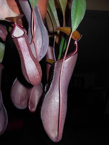 Nepenthes Rebeca soper